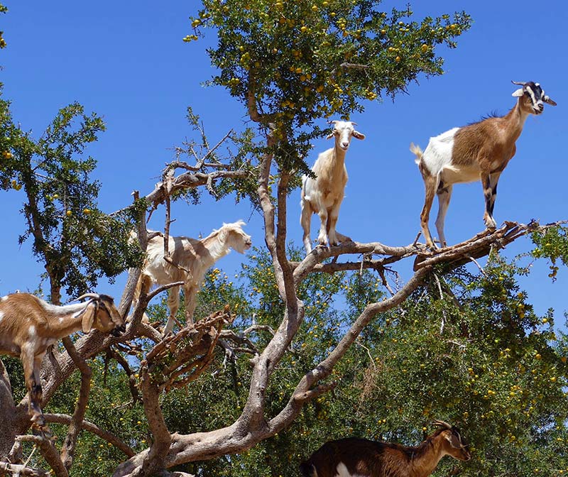 Moroccan Argan oil Pur Life Maroc Argan tree