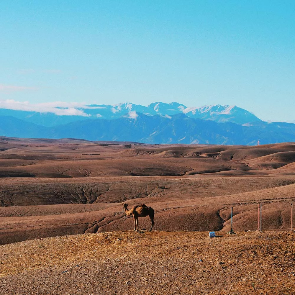 Pur Life Maroc Wueste Marokko Marrakesch Safi Agafay Pur Life Maroc Wueste Marokko Marrakesch Safi Agafay