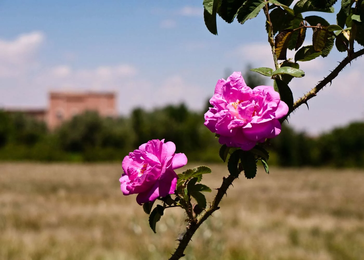 Pur Life Maroc Destination Boumalne Dades Tal der Rosen