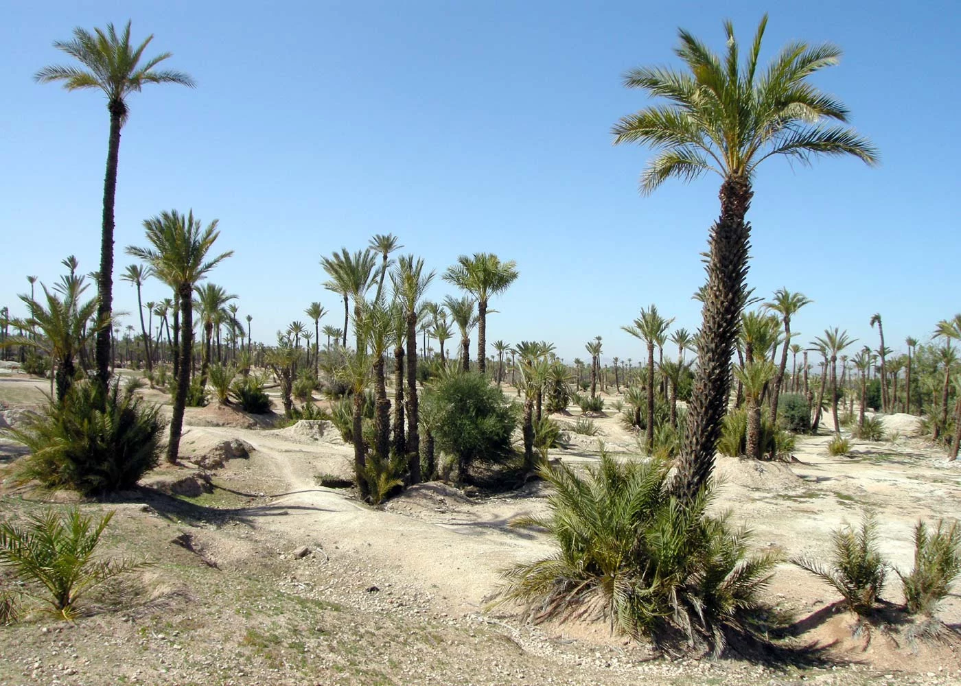 Pur Life Maroc Destination Marrakesch Palmeraie