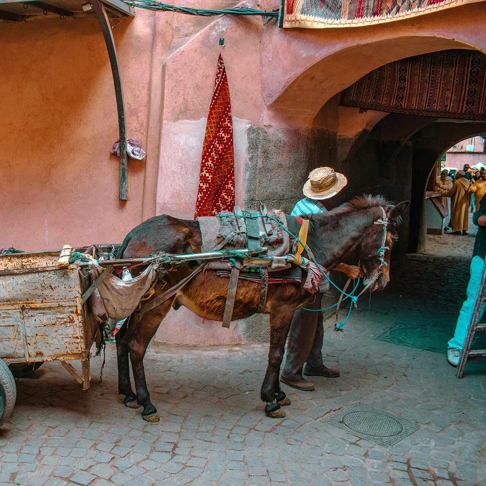 Pur Life Maroc Medina Souks Casablanca