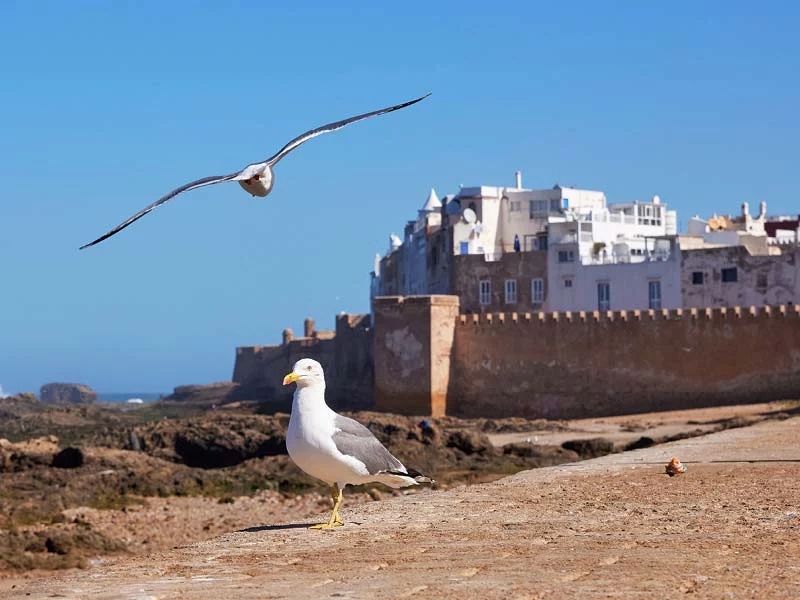 Pur Life Maroc Become A Hotel Partner